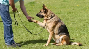 köpek eğitimi