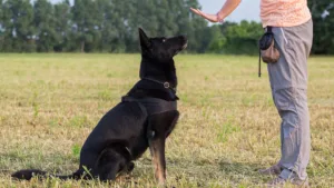 köpek eğitimi